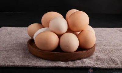 В Орловскую область ввезли около 120 тысяч инкубационных яиц из Чехии