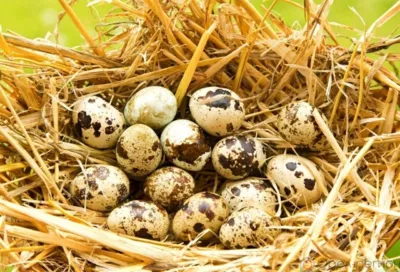 В Свердловском районе построят перепелиную ферму