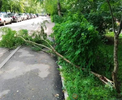 В минувшую субботу в Орле пронёсся ливень с сильным ветром, после которого было повалено не одно дерево
