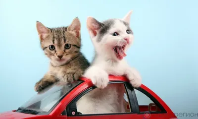 В Орле на одну ночь запретят стоянку на двух улицах