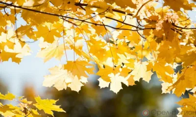 В Орловской области до конца недели сохранится засушливая погода