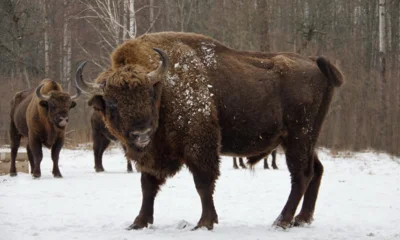 На Орловщине продолжают определять параметры регионального бренда