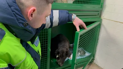 Орловские полицейские подвезли собаку до ветклиники