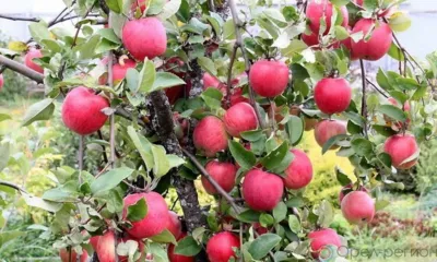 Более 18 тысяч саженцев орловских яблонь отправили на Ставрополье и в Калужскую область