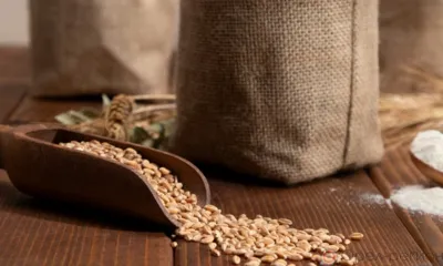 Орловская компания хранила с нарушениями почти 90 тысяч тонн зерна