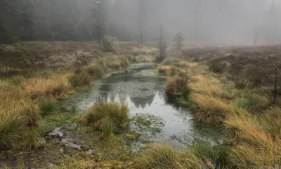 В Орле спасатели достали мужчину из трясины