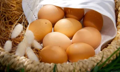 На Орловщину прибыла новая партия инкубационных яиц из Чехии