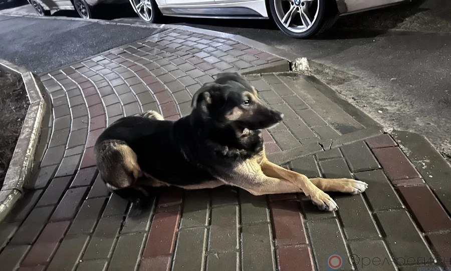 Орловцам напомнили о правилах содержания домашних животных