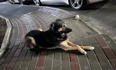 Орловцам напомнили о правилах содержания домашних животных