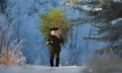 В Орловской области не выявлено случаев незаконной вырубки хвойных деревьев