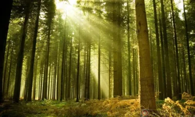 Красота живая - орловский лес!