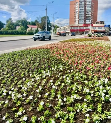 Фото 1. Клумбу в центре Орла украсили 17 тысяч цветов