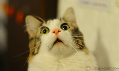 Сегодня орловцам до 17.00 отключат отопление, электричество и горячую воду