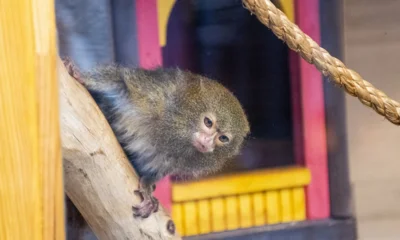 Одинокие обезьянки в Детском парке Орла нуждаются в компании