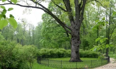 В Орловской области продлили приём заявок эскизных проектов памятного знака Тургеневскому дубу