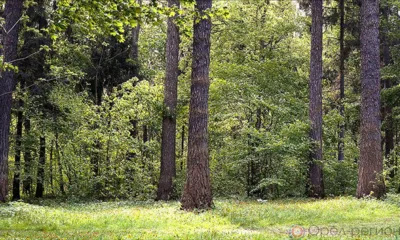 Зелёные лёгкие Орловщины