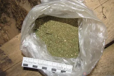В сарае у жителя Свердловского района нашли марихуану