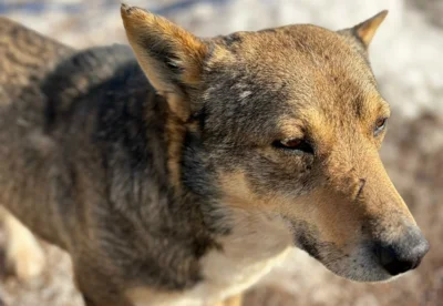 В Орле собаку спасли из Светлой жизни