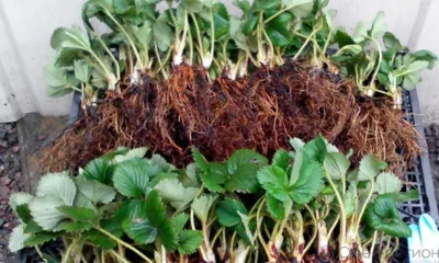 В Орёл привезли более 500 тысяч саженцев земляники из Италии