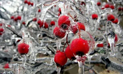 «Орёлэнерго» работает в повышенной готовности из-за ухудшения погоды в регионе