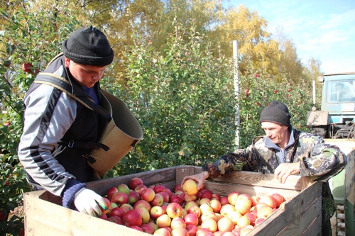 Румяный, душистый урожай: каждое яблочко собрано вручную