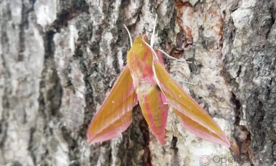 В Орловской области заметили розового колибри
