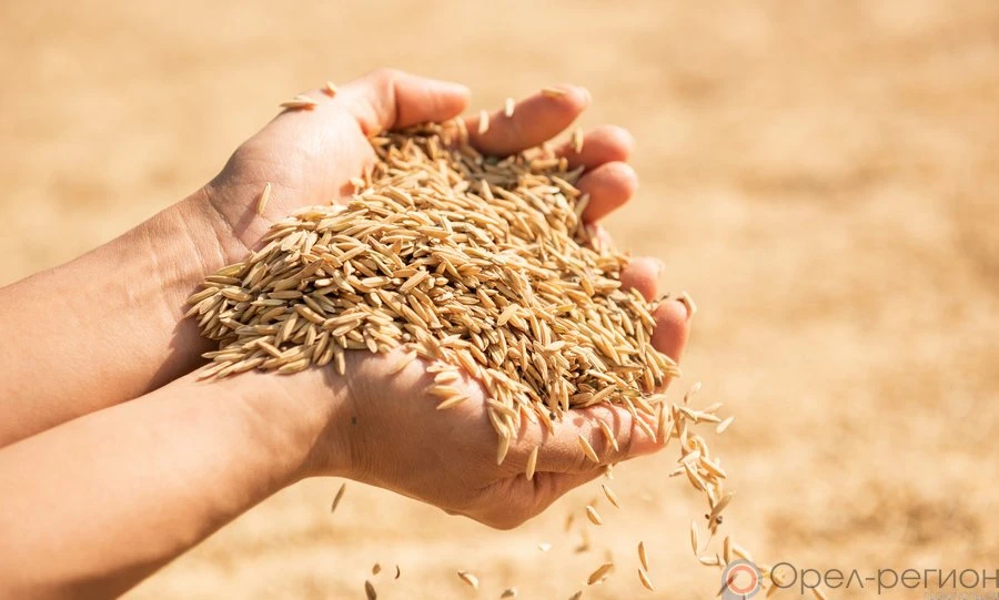 Орловская область экспортировала более 29 тысяч тонн зерна и продуктов его переработки