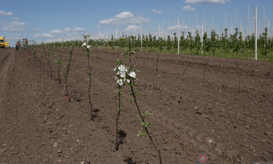 В Орловскую область ввезли 23 тысячи импортных саженцев для закладки сада