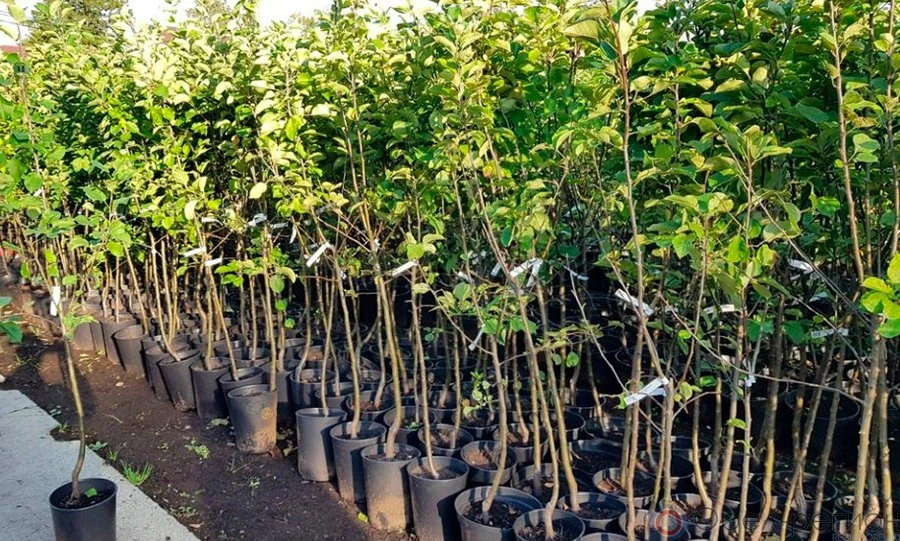 В Калужской области будет заложен сад из орловских яблонь