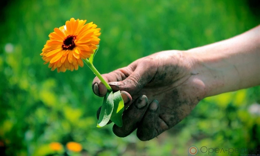 В Орле установили женщину, сорвавшую цветы в Детском парке